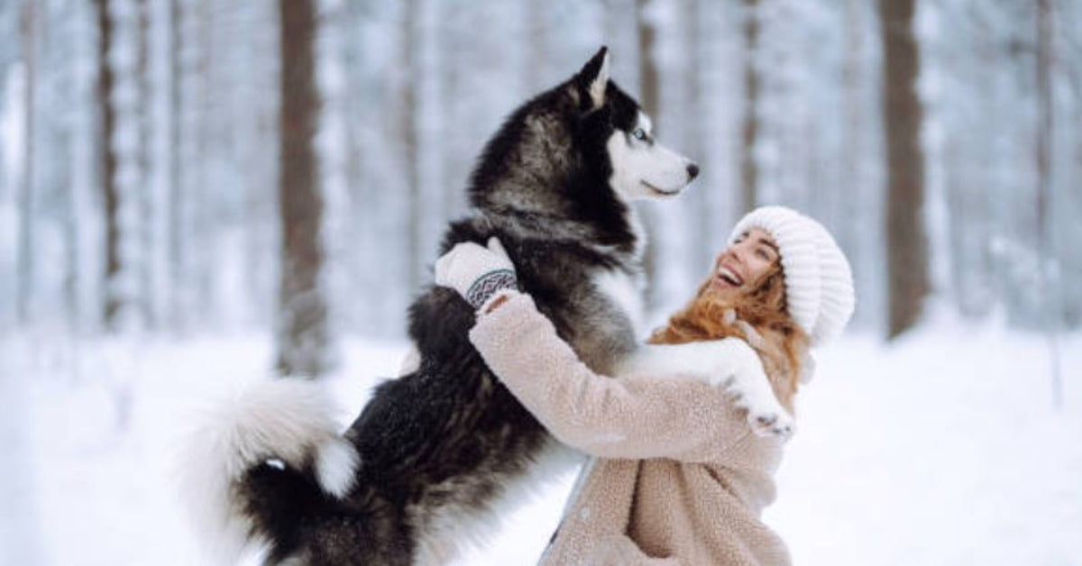 Hunde im Winter & Schnee
