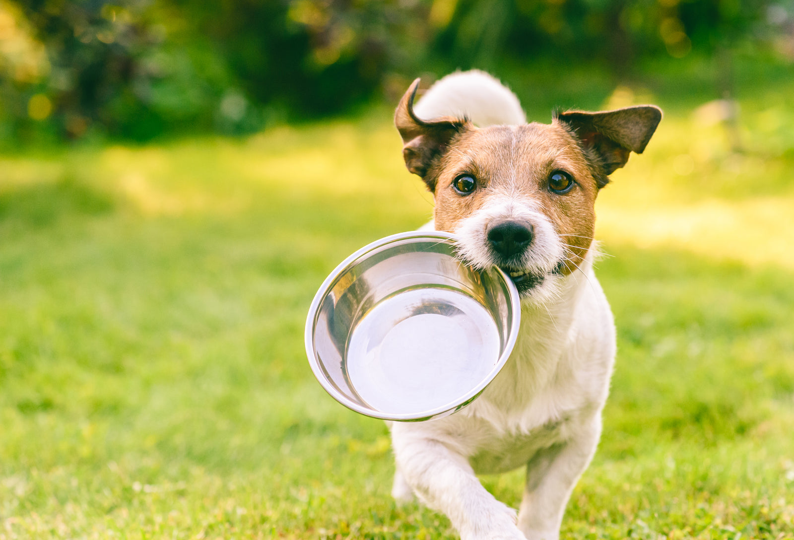 Fütterungsplan Hund
