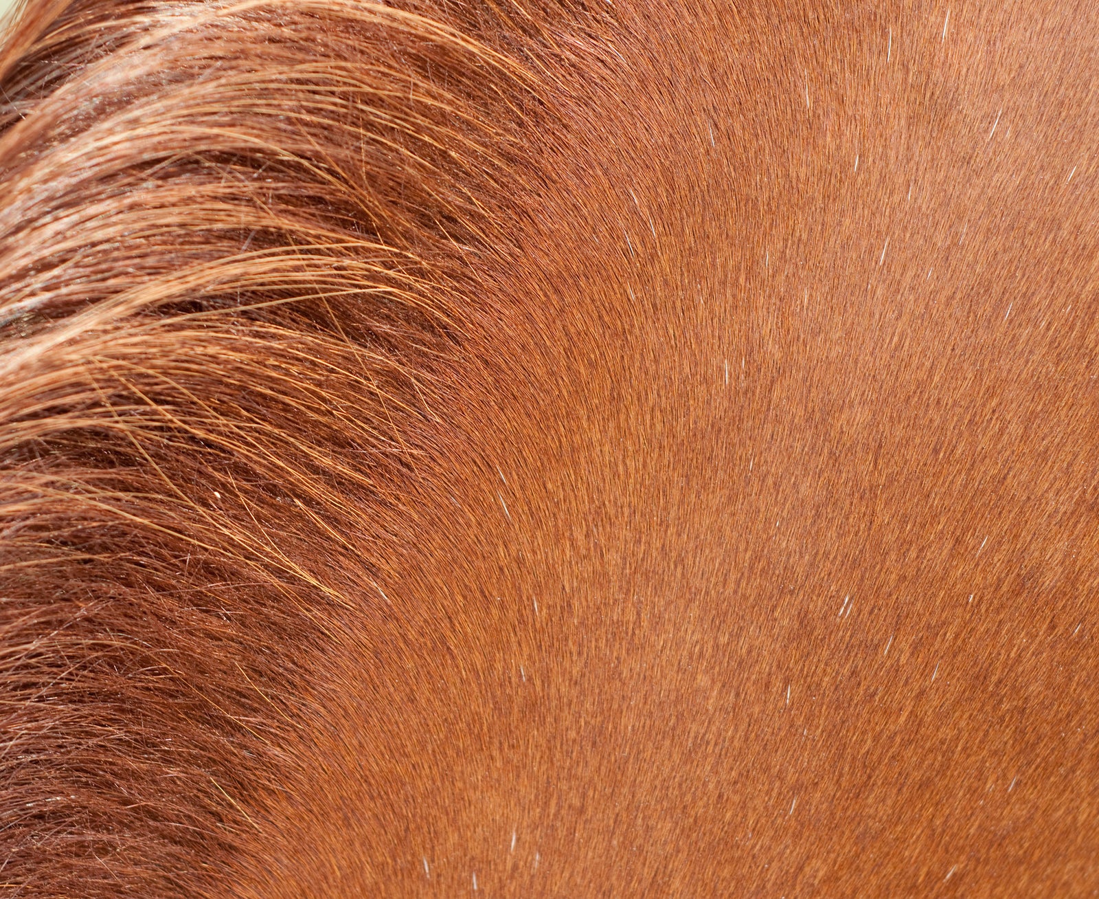 Haaranalyse bei Pferden