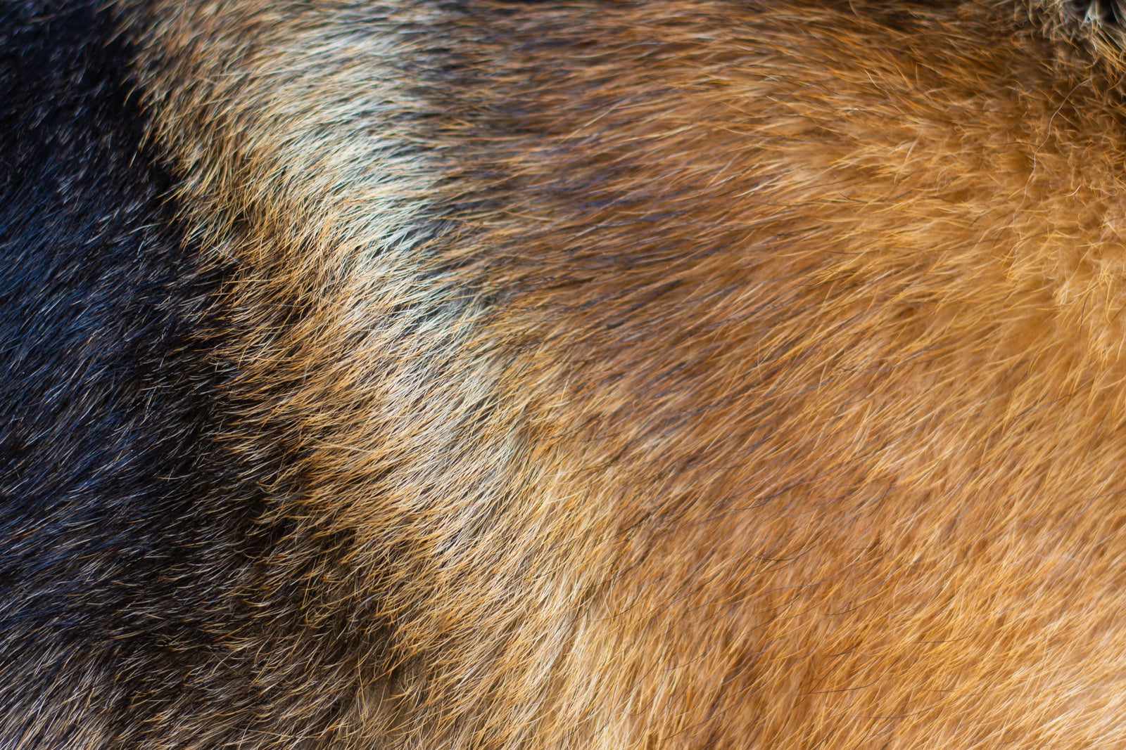 Haaranalyse beim Hund