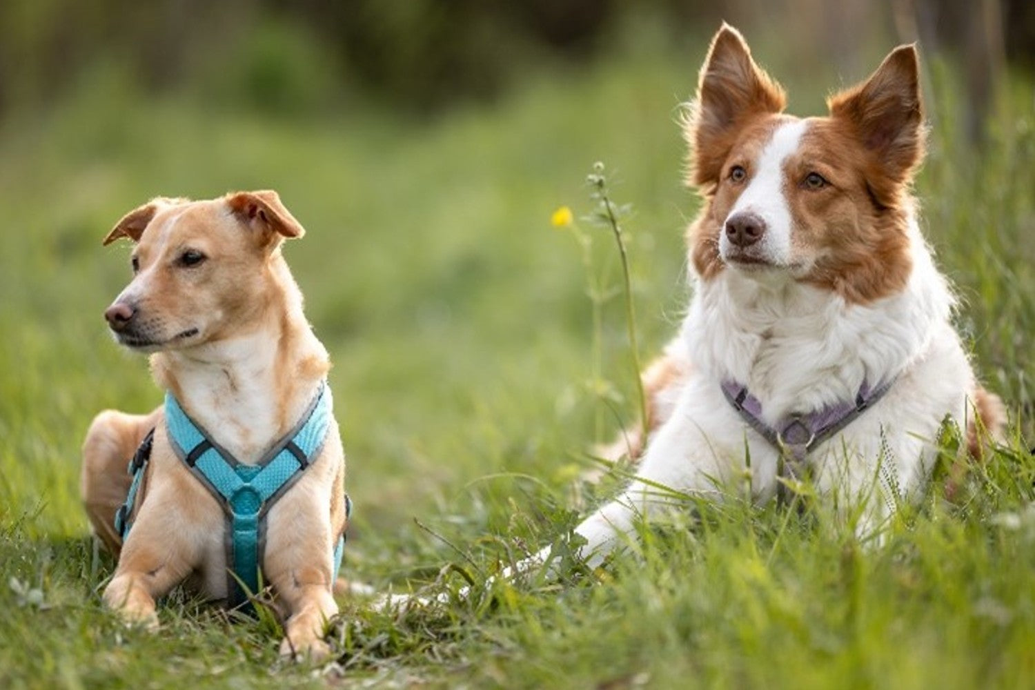 Hunde Futter und Nahrungsergänzung