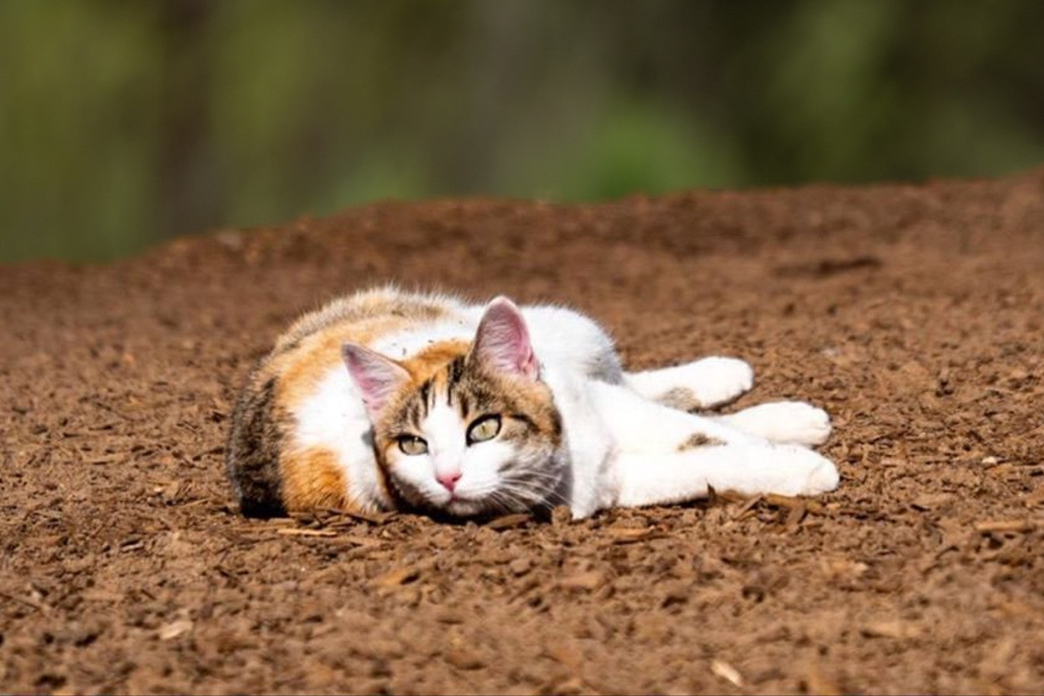 Katzen Futter und Nahrungsergänzung