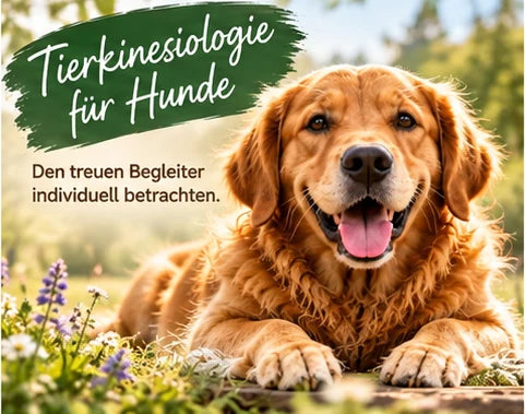 Golden Retriever in einer ruhigen, natürlichen Umgebung. Tierkinesiologie für Hunde als ergänzender Ansatz im Rahmen einer individuellen Tierberatung.