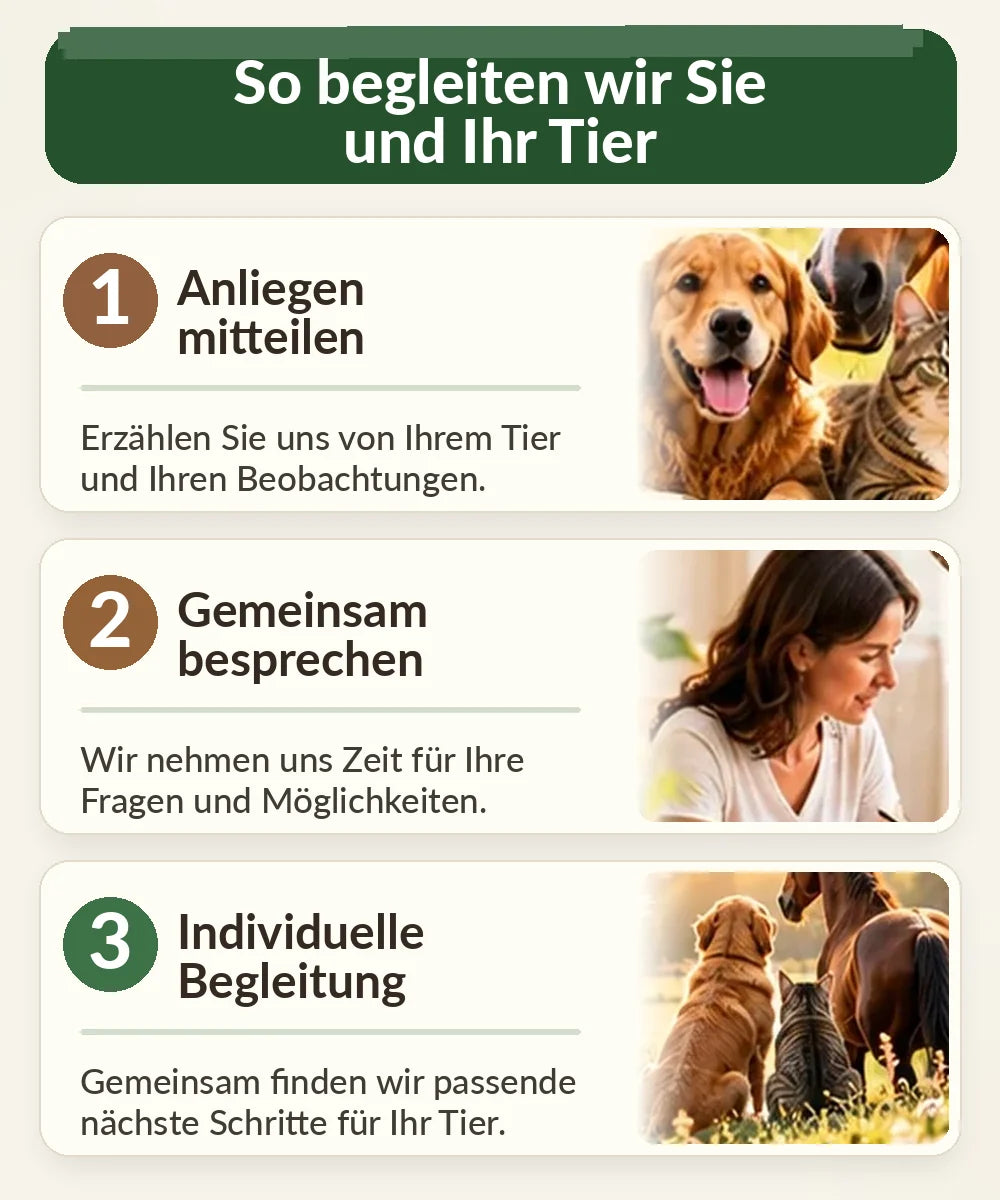 Tierkinesiologie für Hunde, Katzen und Pferde – die drei Schritte der persönlichen Tierberatung bei TIER IM MITTELPUNKT: Anliegen mitteilen, gemeinsam besprechen und individuelle Begleitung.
