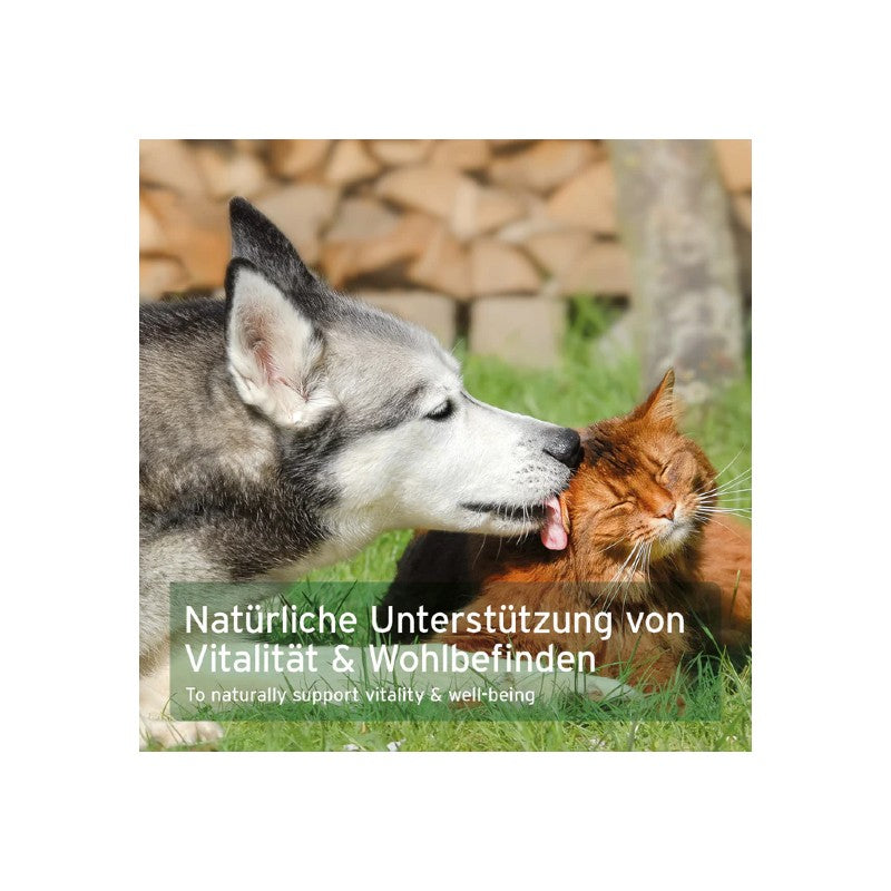 AniForte frankincense capsules