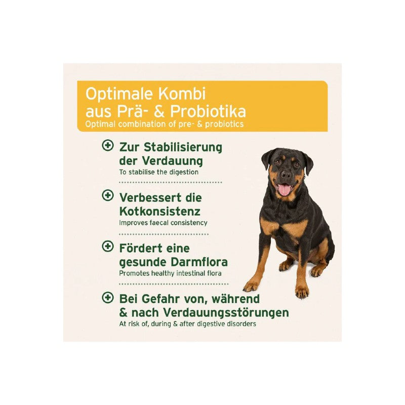 Grey Intestinal Plus