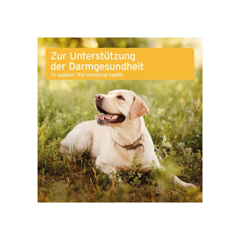 Grey Intestinal Plus