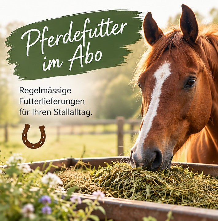 Braunes Pferd am Futtertrog mit Heu. Pferdefutter im Abo bei TIER IM MITTELPUNKT – regelmässige Futterlieferungen für einen entspannten Stallalltag.
