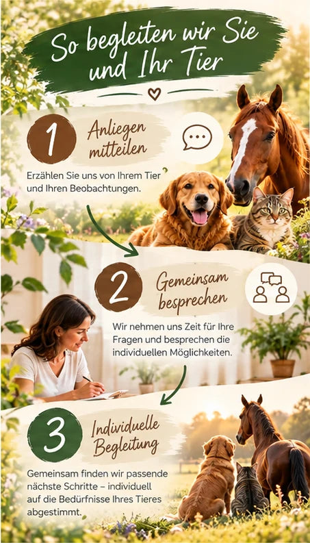Infografik zum Ablauf der persönlichen Tierberatung mit Tierkinesiologie – vom ersten Kontakt über das Beratungsgespräch bis zur individuellen Begleitung.