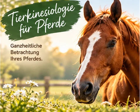 Braunes Pferd auf einer grünen Weide. Individuelle Tierberatung und ergänzende Tierkinesiologie für Pferde bei TIER IM MITTELPUNKT.